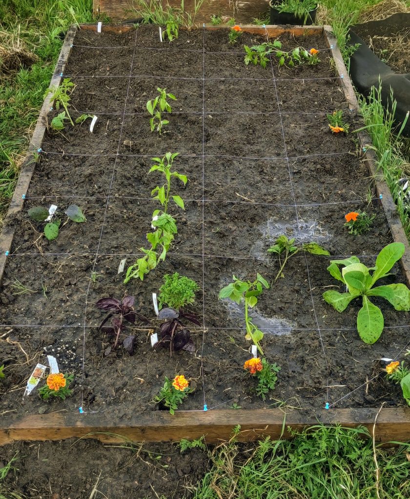 Square Foot Garden