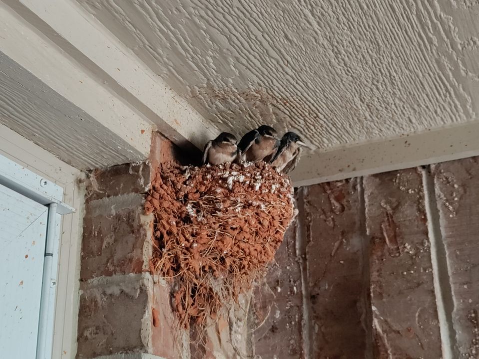 barn swallows about to leave nest in Oklahoma