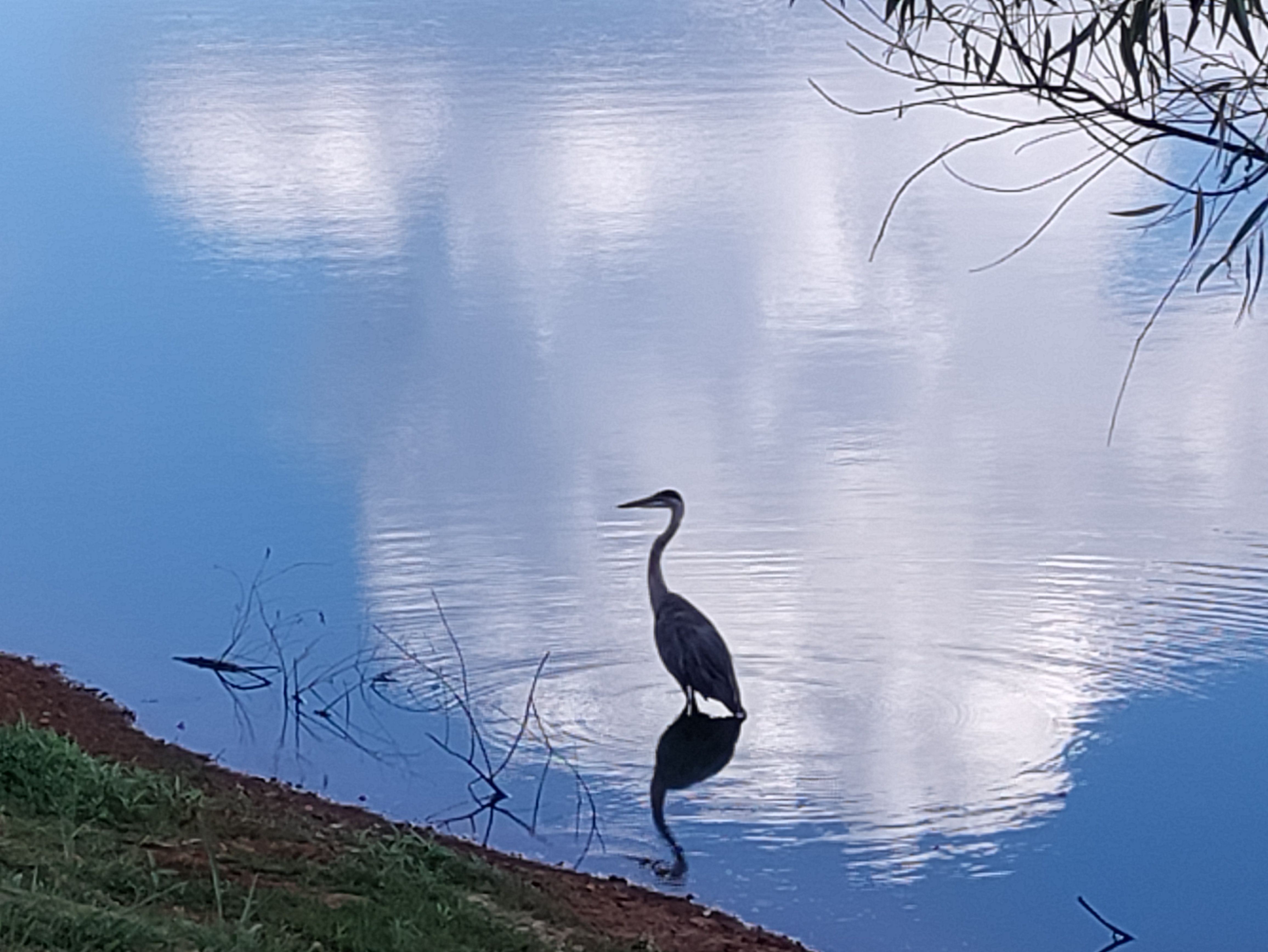 picture of heron