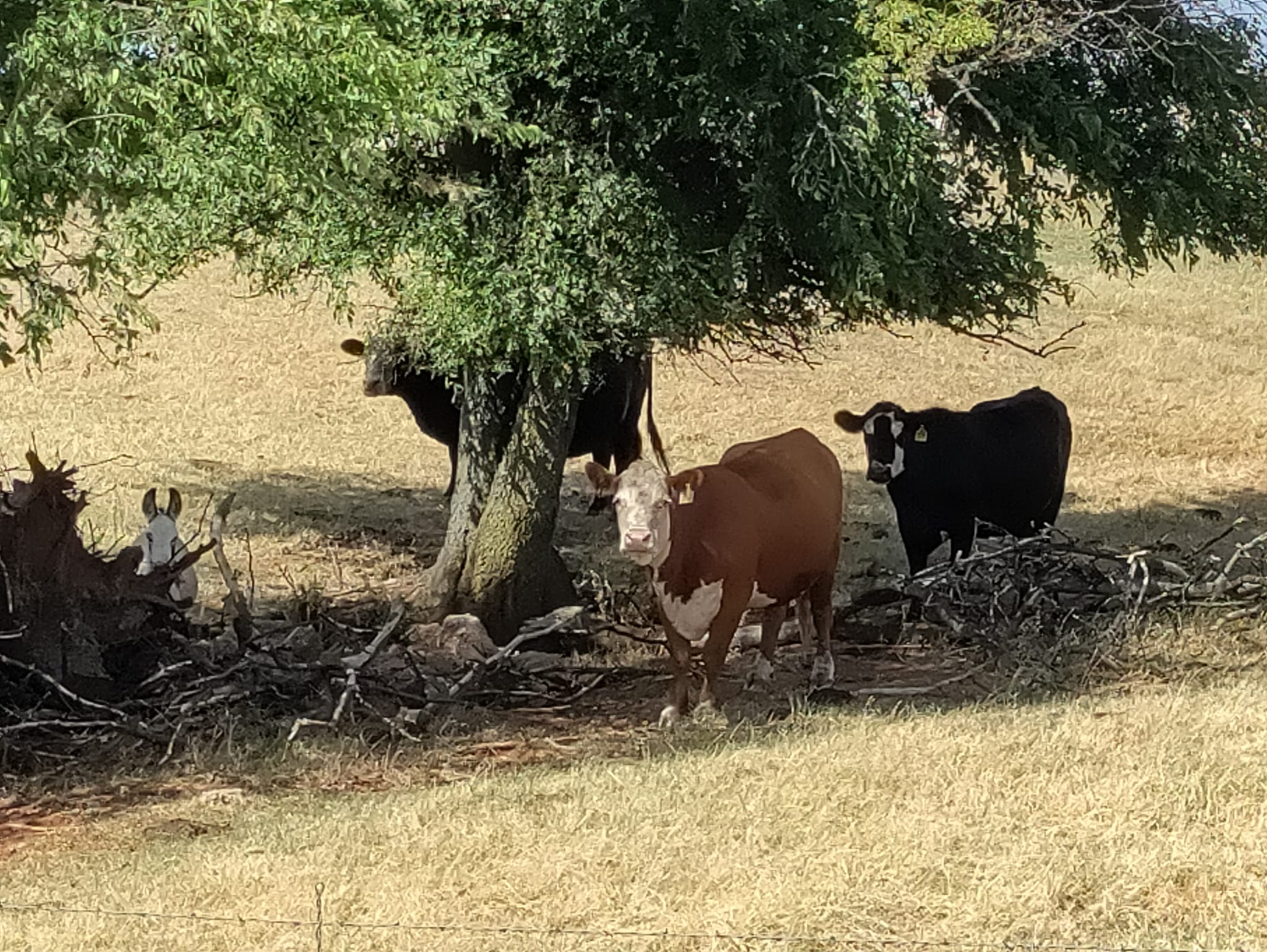 pictures from E-bike ride to Cashion